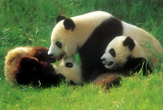 Giant Panda in Chengdu Breeding Base