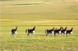 Wildlife in Northern Tibet