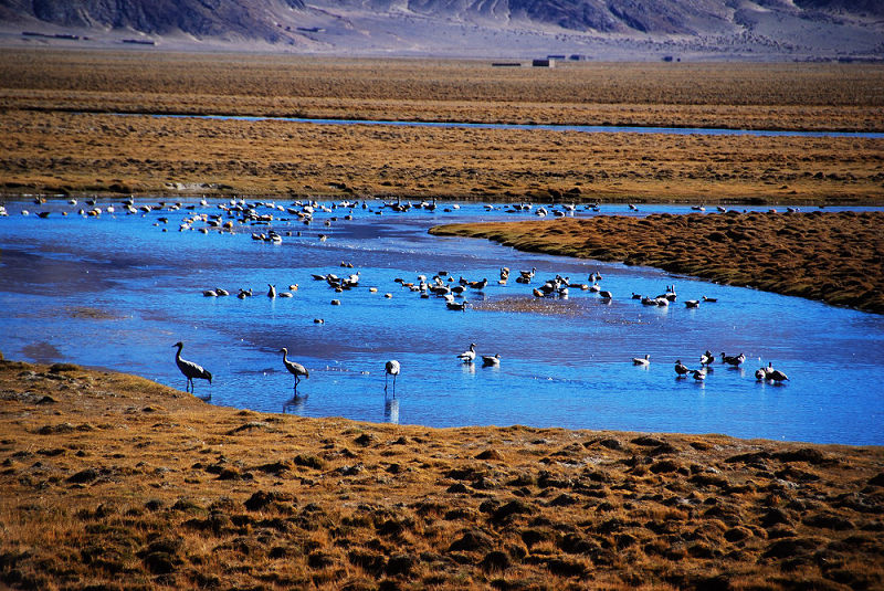 Birding in Tibet