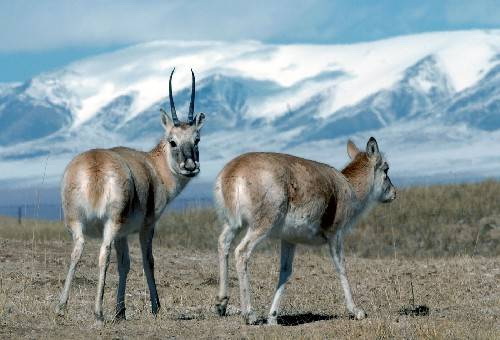 Wildlife in Northern Tibet