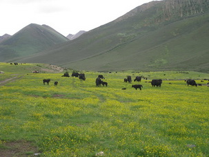 Pasture below Minya Konka Mountain in Sichuan