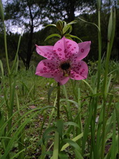 Lilium davidii Duchartre ex Elwes,Rilong,Sichuan