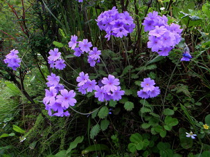 Primulaceae,Danba,Sichuan