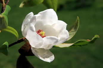 Magnolia wilsonii,Kangding,Sichuan