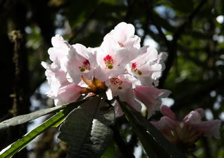 rhododendron,NW Sichuan