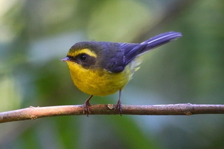 Birding in Yunnan,China