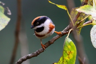 Birding at Gaoligong Shan,Yunnan,China