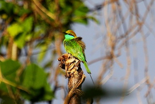 Birding in SW Yunnan,China