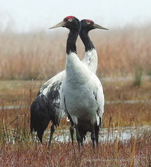 Black-necked Cranes