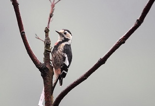 Crimson-breasted Woodpecker,Birding in Sichuan
