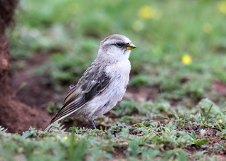 Birding in Qinghai,China