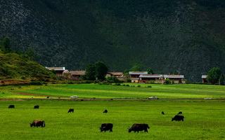 Grassland at Shangri-la Yunnan