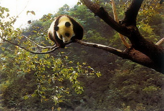Giant Panda,Sichuan