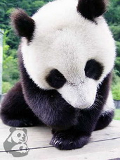 Giant Panda in Chengdu