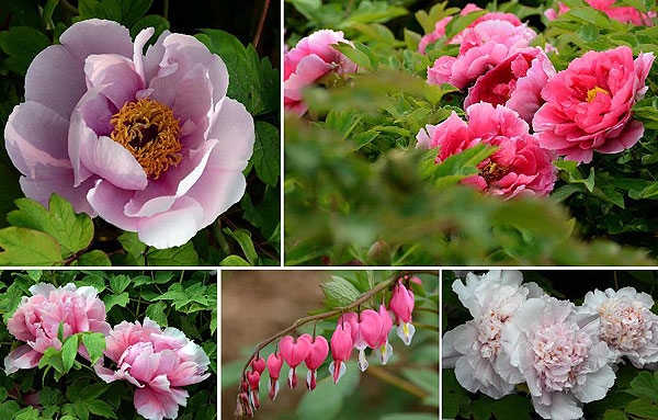 Peony Flowers Attract Visitors in Luoyang