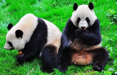 Giant Panda,Chengdu,Sichuan