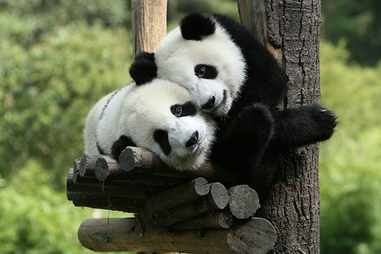 Longxi-Hongkou National Nature Reserve, one of the 'top 10 panda habitats in China' by China.org.cn.