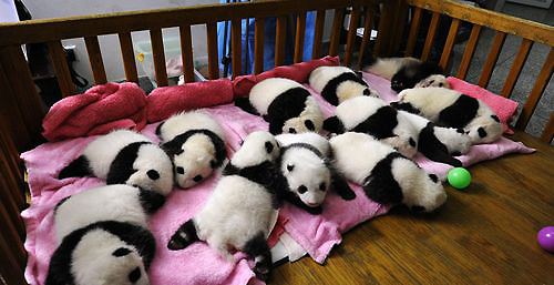 Chengdu Research Base for Giant Panda Breeding, the 'top 10 panda habitats in China' by China.org.cn.
