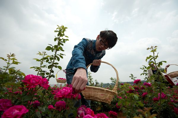 Flower cakes catch tourists' attention in Yunnan