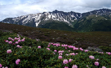 Alpine Flowers China