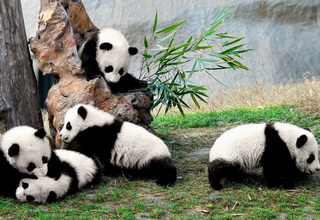 Giant Panda in Chengdu,Sichuan