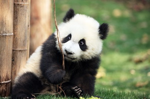 Giant Panda,Chengdu,China Photography Journey