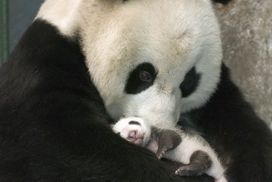 Panda at Chengdu Breeding Base,China