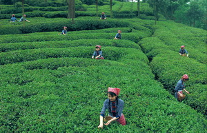 Emei Snow Bud Tea Picking,Sichuan