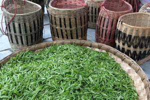 Zhu Ye Qing Green Tea, Emei Shan,Sichuan