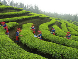 Sichuan Tea Plantation
