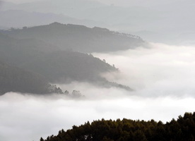 Jingmai Tea Mountain,Yunnan