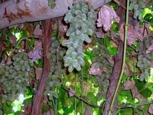 Grape Valley Turpan