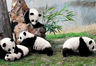 14-Day China with Pandas