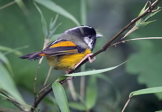 Birding in Sichuan 