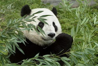 Giant Panda